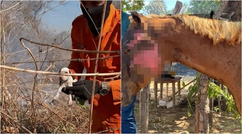 Incêndio de grandes proporções atinge mata e deixa cavalos feridos em Oeiras