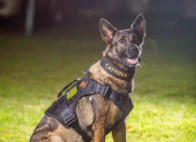 K9 Catrina, primeira cadela policial da Polícia Civil do Piauí, morre aos 6 anos e recebe homenagem