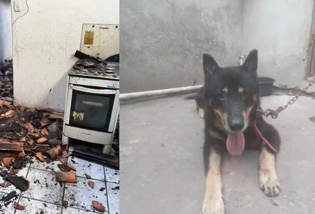 Cachorro é resgatado durante incêndio em casa na zona Sul de Teresina; creche é esvaziada